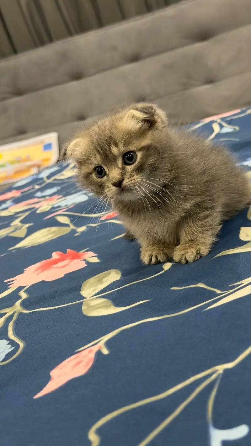 Scottish Fold kitten | Imported Kittens | Scottish Fold Male Available — photo 2