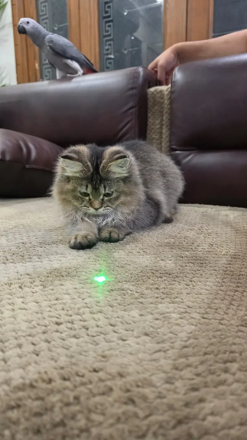 Scottish Fold kitten | Imported Kittens | Scottish Fold Male Available — photo 3