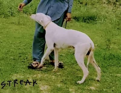 Kohati Gultaira Dog | Strong & Healthy