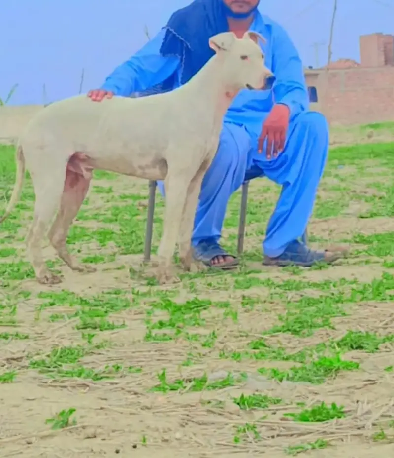 Kohati Gultaira Dog | Strong & Healthy — photo 4