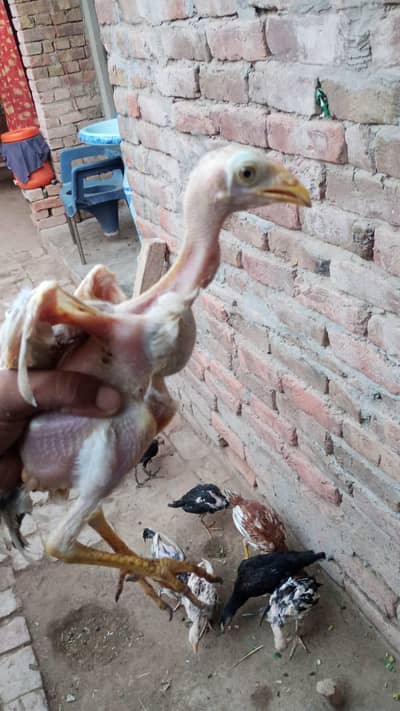 Pure Aseel Chicks For Sale.