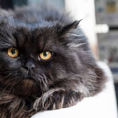 Persian extra long coated male healthy, active, playful friendly