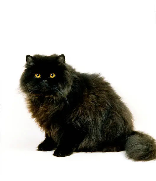 Persian extra long coated 2 male healthy, active, playful friendly — photo 2