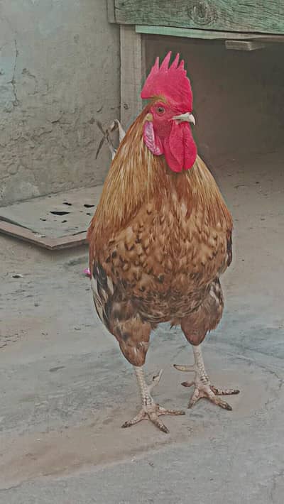2 hens urgent for sale