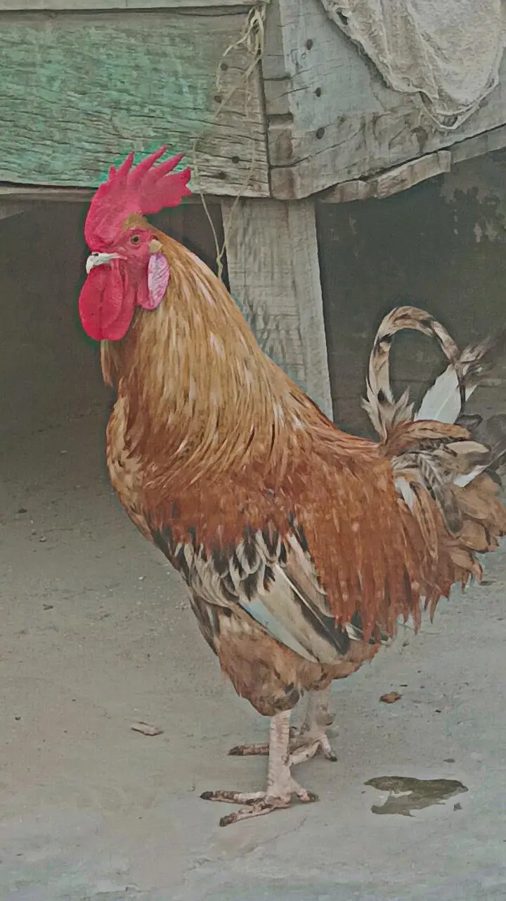 2 hens urgent for sale — photo 2