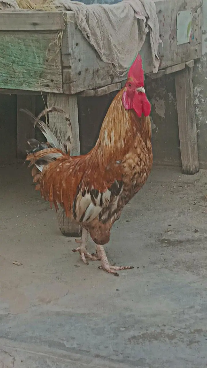 2 hens urgent for sale — photo 3