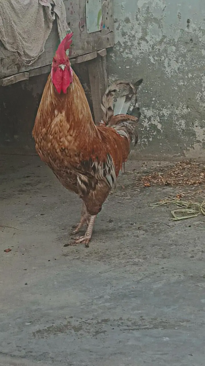 2 hens urgent for sale — photo 4