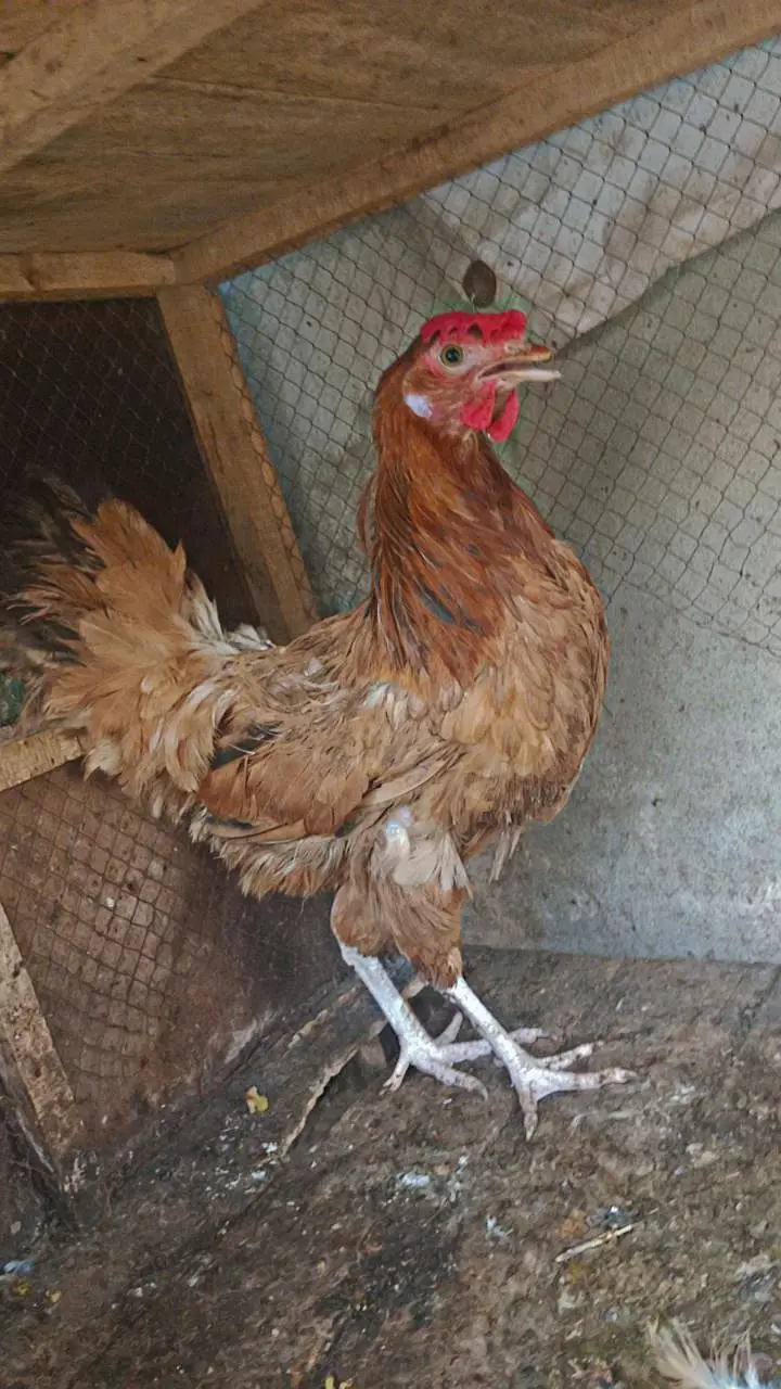 2 hens urgent for sale — photo 5