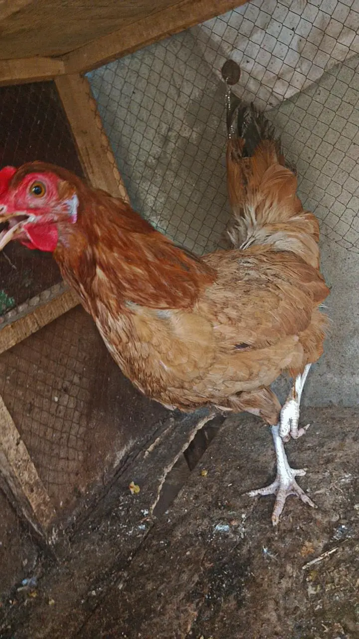 2 hens urgent for sale — photo 6