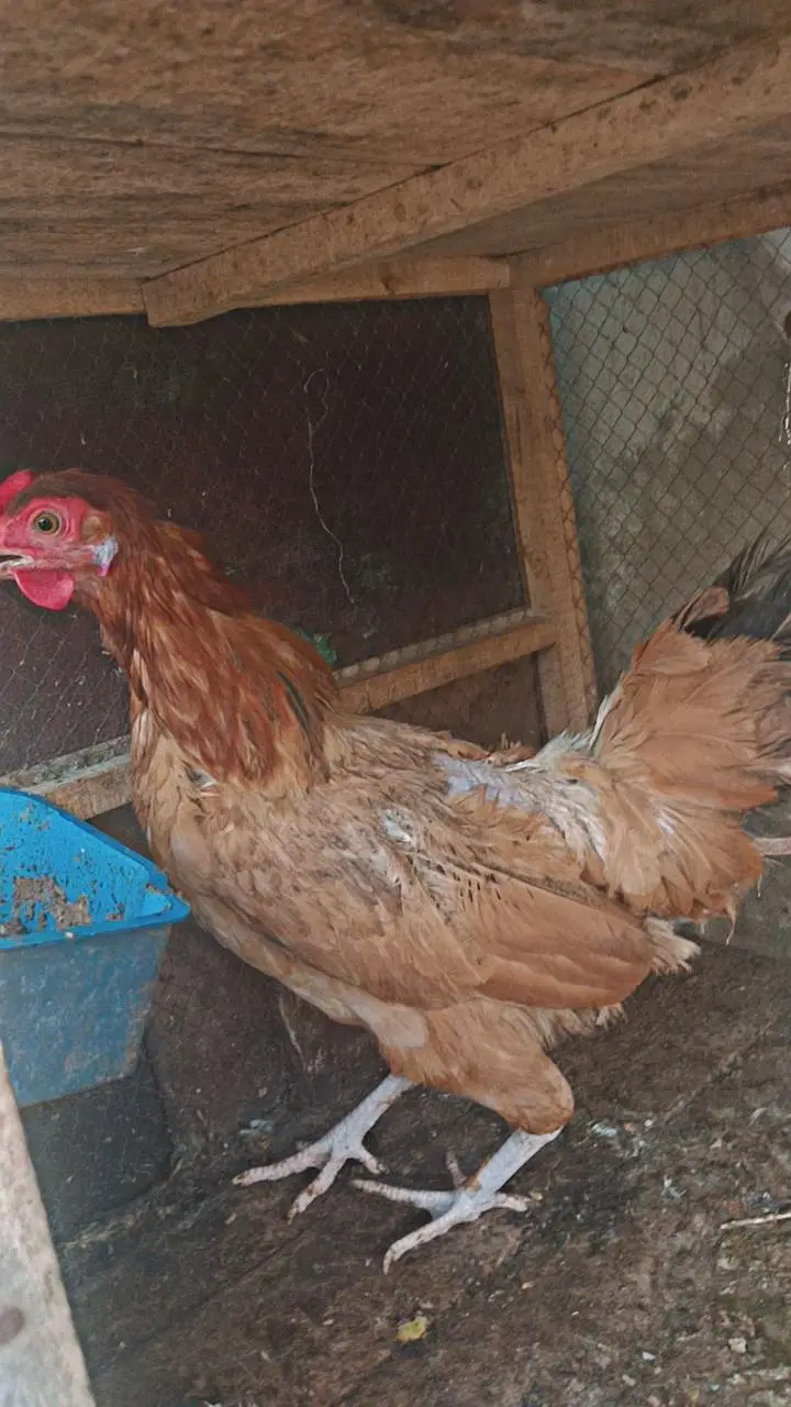2 hens urgent for sale — photo 7
