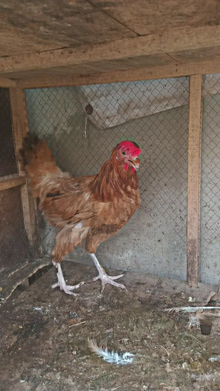 2 hens urgent for sale — photo 8