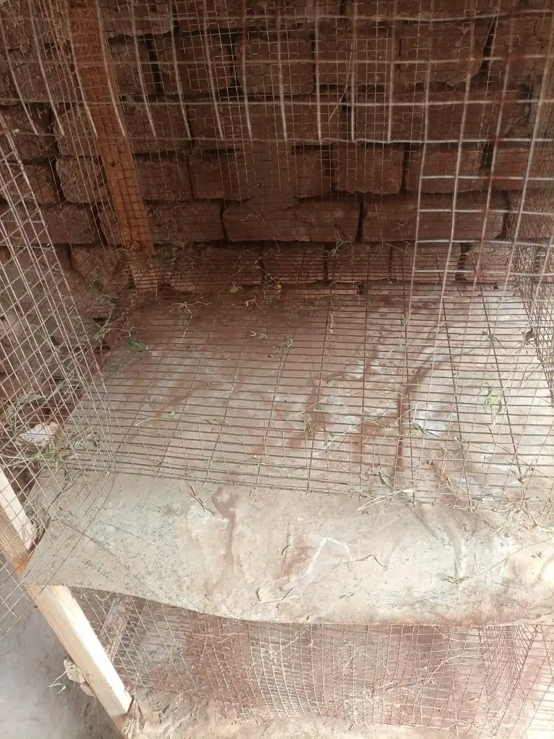 6 Foot x 4 Foot Self Cleaning Cage — photo 5