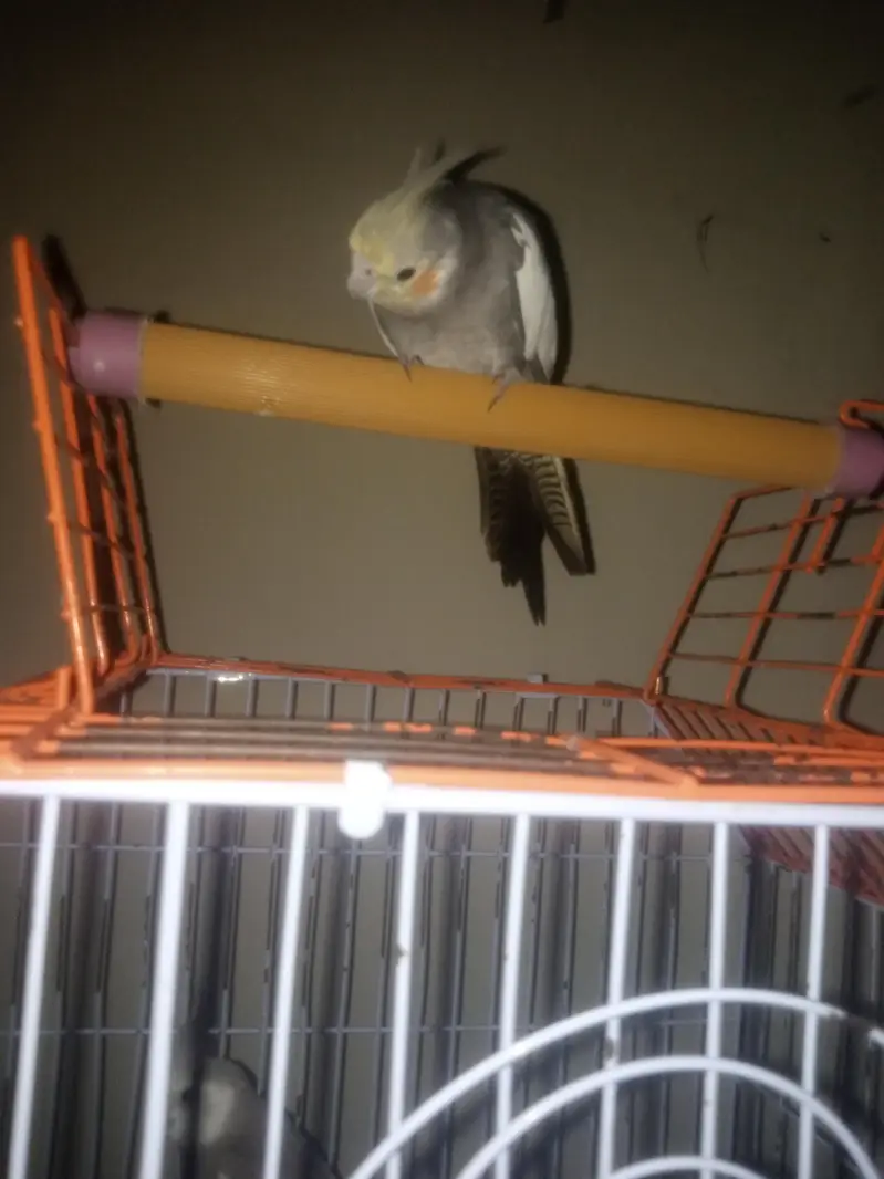 GORGIOUS COCATAIL SINGING PAIR 03475950357 CNTCT — photo 2