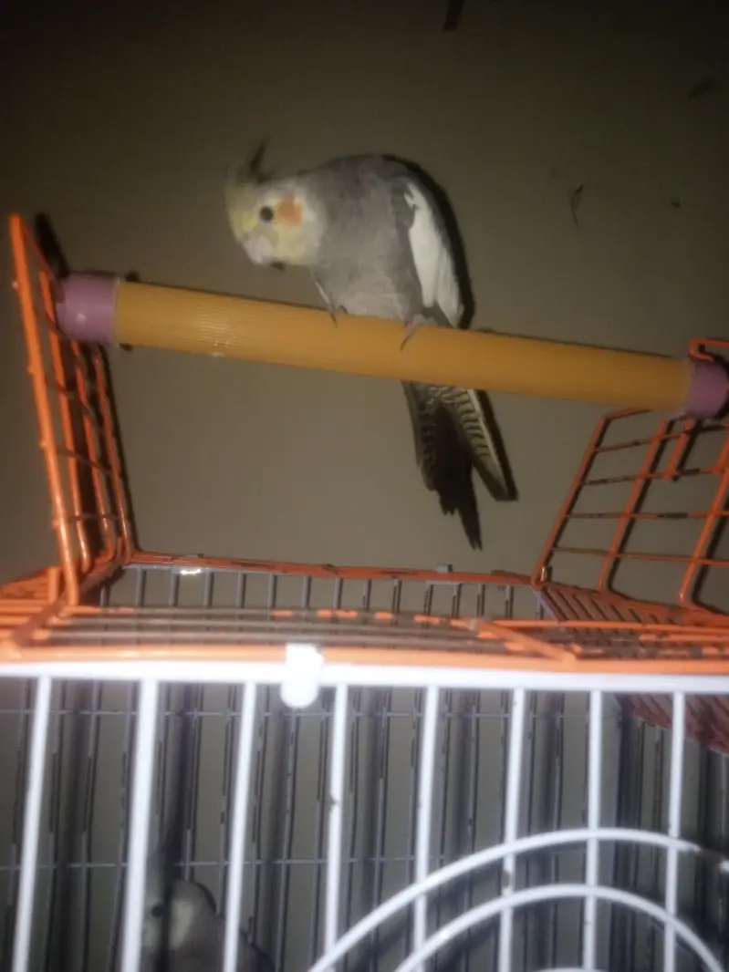 GORGIOUS COCATAIL SINGING PAIR 03475950357 CNTCT — photo 3