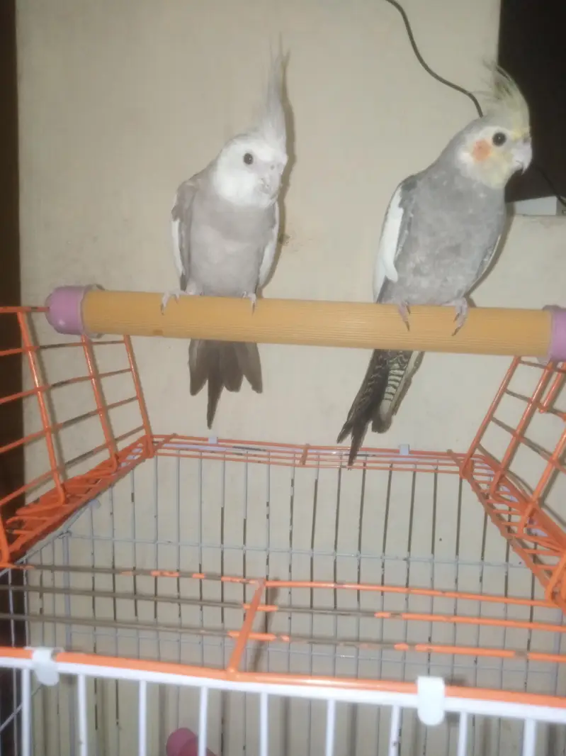 GORGIOUS COCATAIL SINGING PAIR 03475950357 CNTCT — photo 6