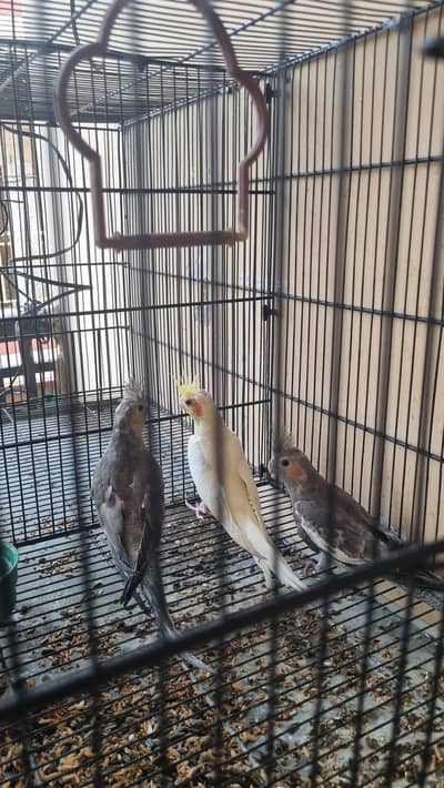 3 cocktails parrot