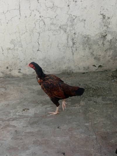 aseel murge