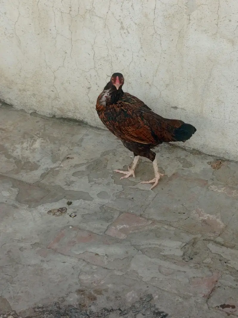 aseel murge — photo 2
