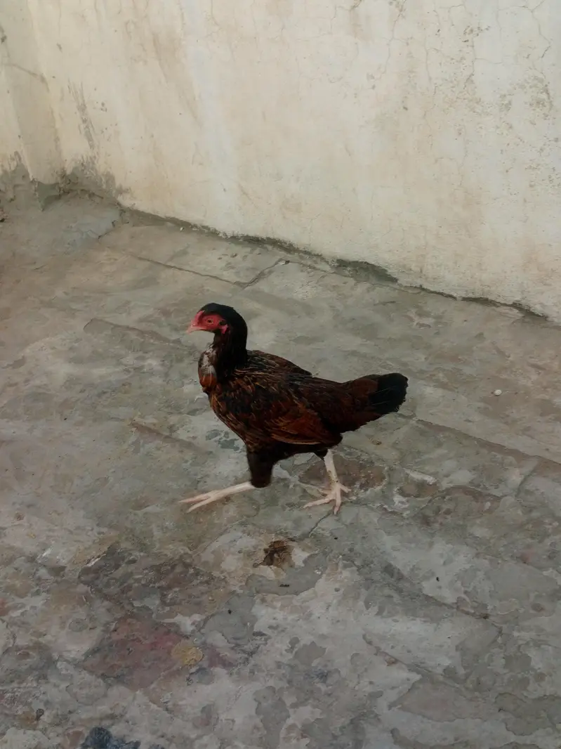 aseel murge — photo 3