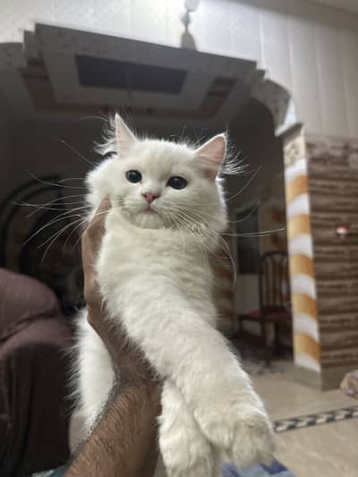 Persian kitten for sale