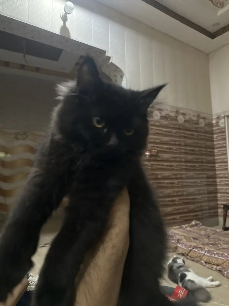 Persian kitten for sale — photo 2