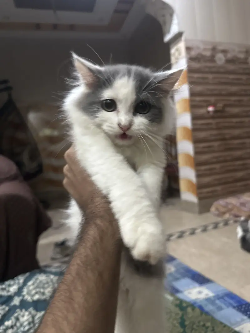 Persian kitten for sale — photo 3