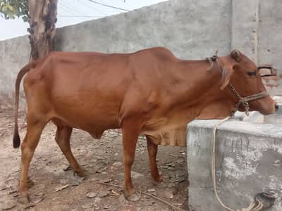 Sahiwal Friesian cross cow for sale Shareef aseel 2nd timer