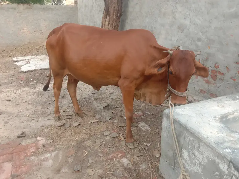 Sahiwal Friesian cross cow for sale Shareef aseel 2nd timer — photo 2