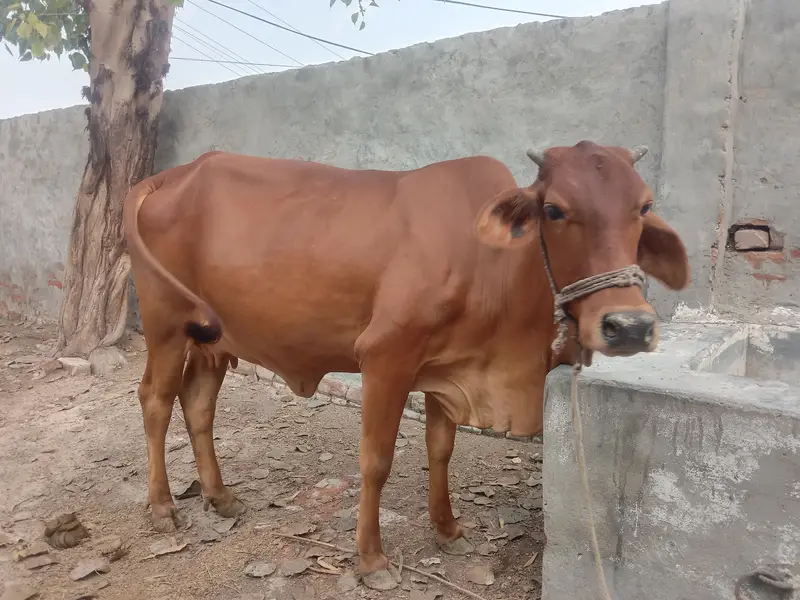 Sahiwal Friesian cross cow for sale Shareef aseel 2nd timer — photo 3