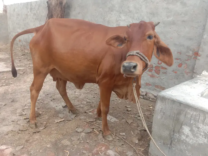 Sahiwal Friesian cross cow for sale Shareef aseel 2nd timer — photo 4