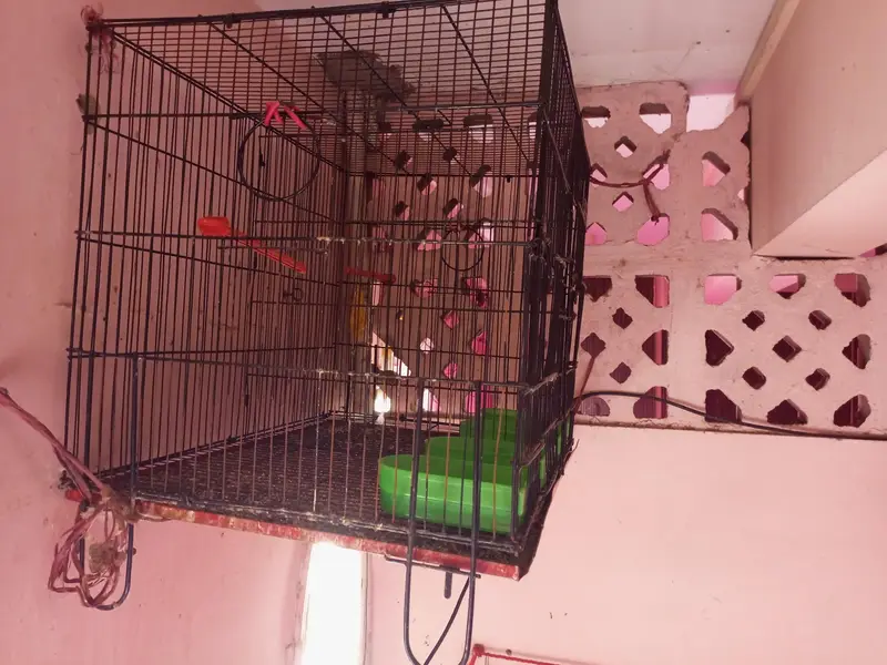 zarar cage 2 portion — photo 2