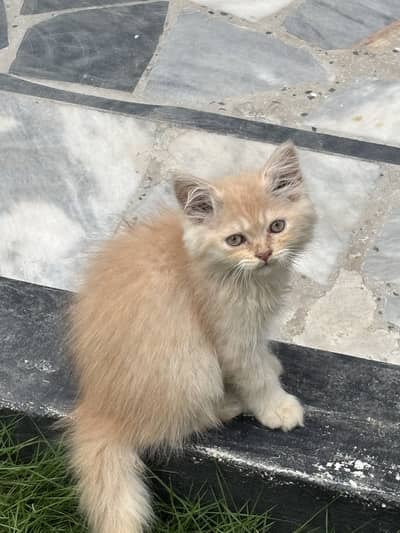 Male ginger kitten