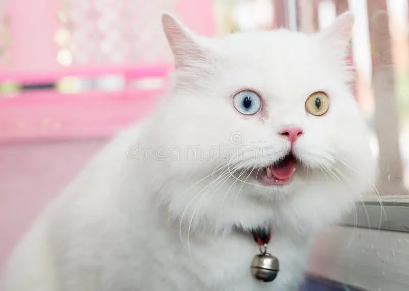 Persian extra long coated 2 male healthy, active, playful friendly — photo 3