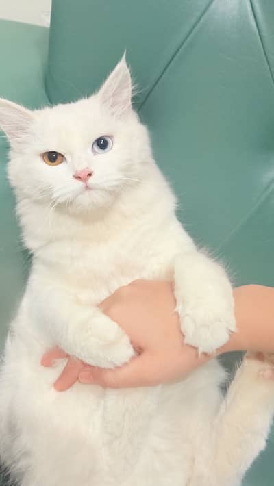 Odd Eyes White Persian Cat with Complete Accessories & Starter Kit