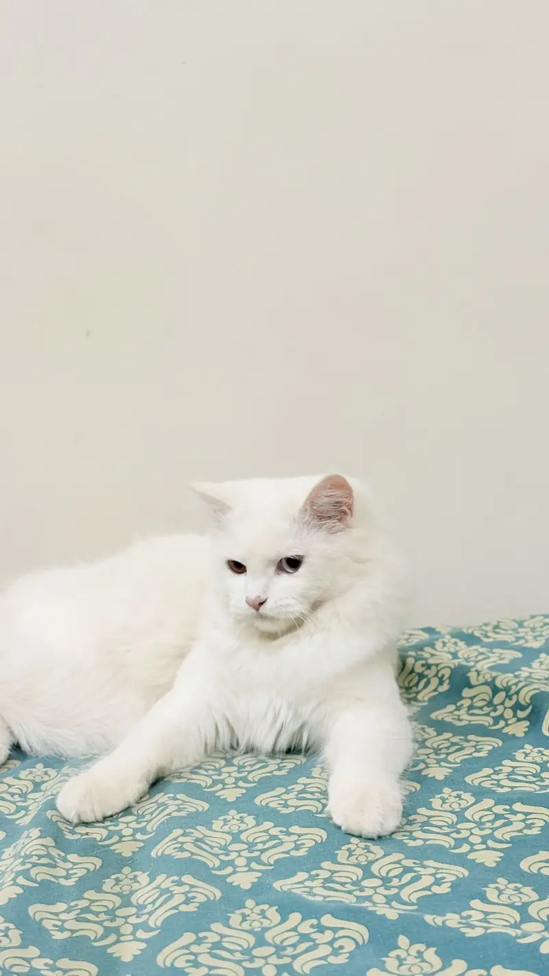Odd Eyes White Persian Cat with Complete Accessories & Starter Kit — photo 2