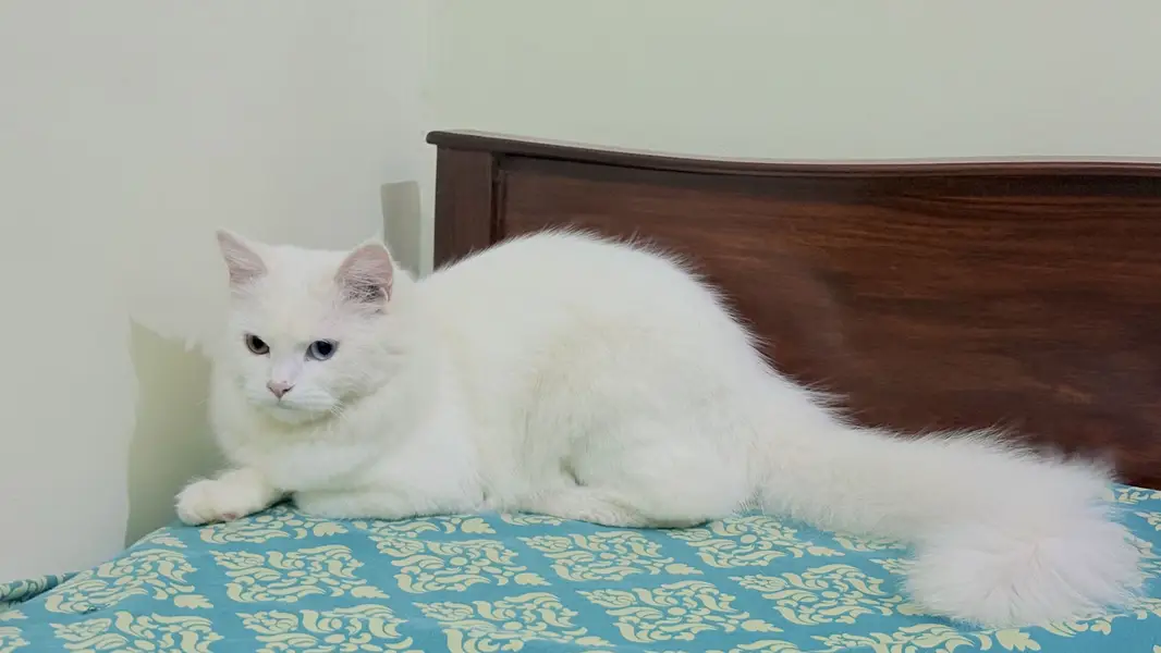 Odd Eyes White Persian Cat with Complete Accessories & Starter Kit — photo 3