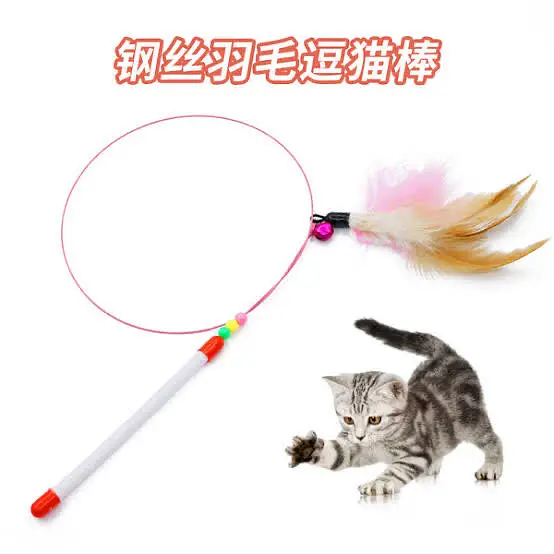 Odd Eyes White Persian Cat with Complete Accessories & Starter Kit — photo 5