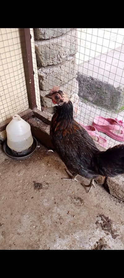 ghar ke ple hue desi 2 murgiyan eggs ki guranti per piece 1800