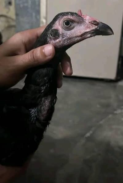Aseel Amroha