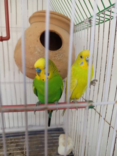 Australian parrot,(Bajri Totay) 2 pairs with 2 kids for sale