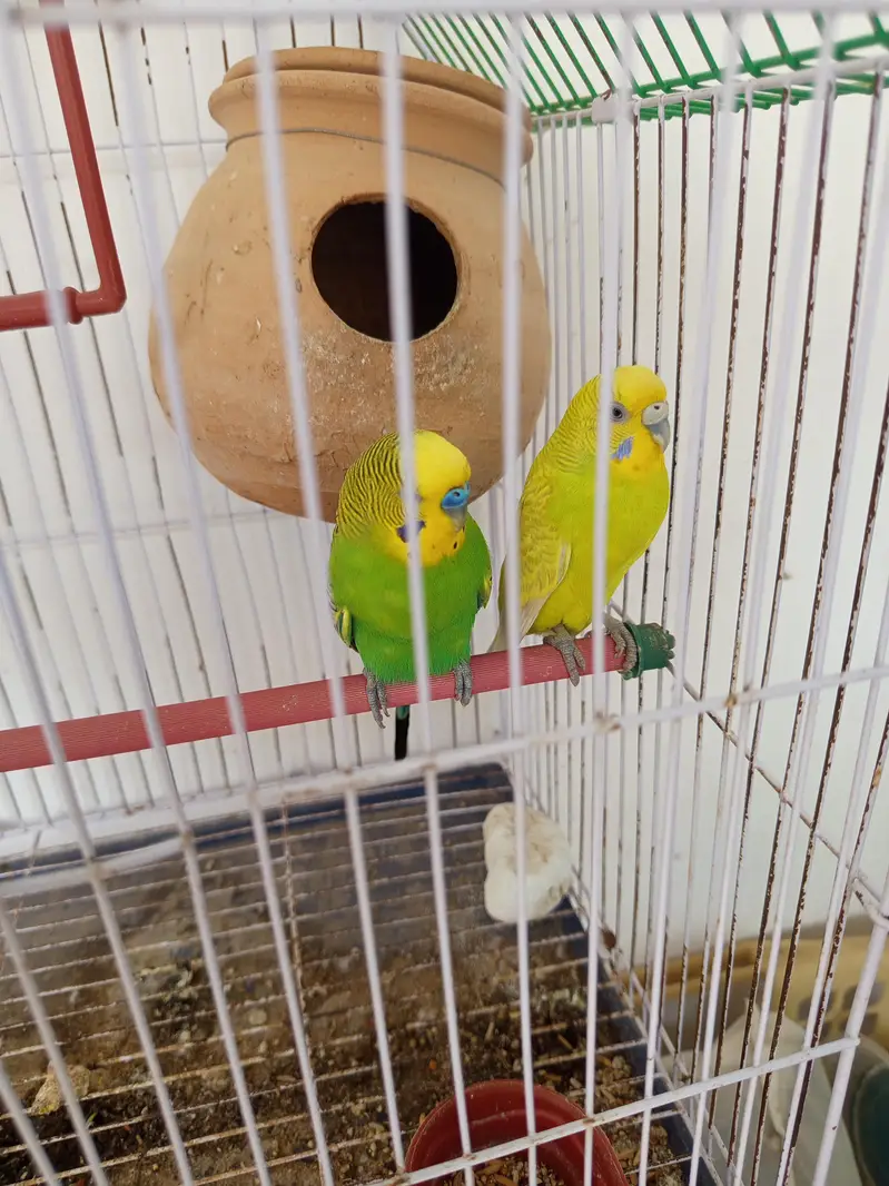 Australian parrot,(Bajri Totay) 2 pairs with 2 kids for sale — photo 2