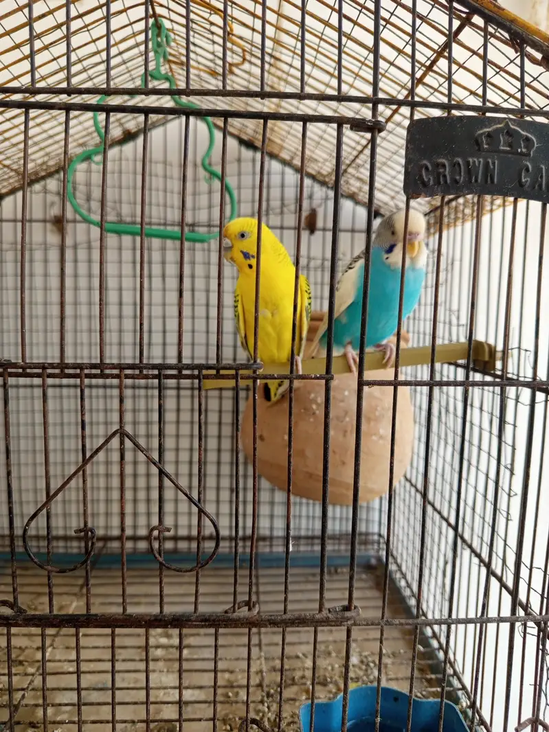 Australian parrot,(Bajri Totay) 2 pairs with 2 kids for sale — photo 3