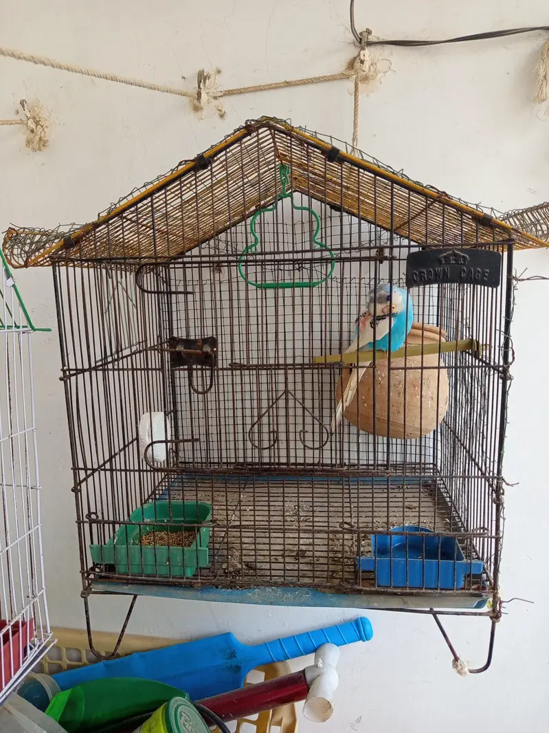 Australian parrot,(Bajri Totay) 2 pairs with 2 kids for sale — photo 4