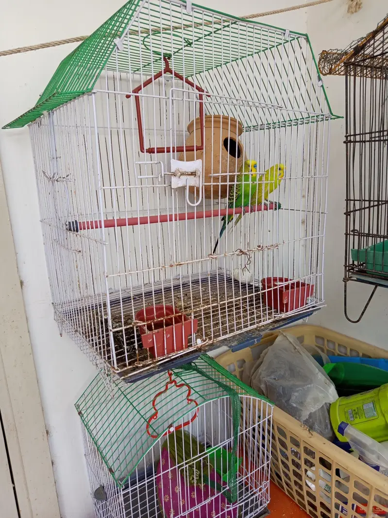 Australian parrot,(Bajri Totay) 2 pairs with 2 kids for sale — photo 5