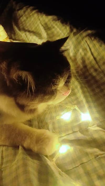 pure Scottish fold male cat vaccined