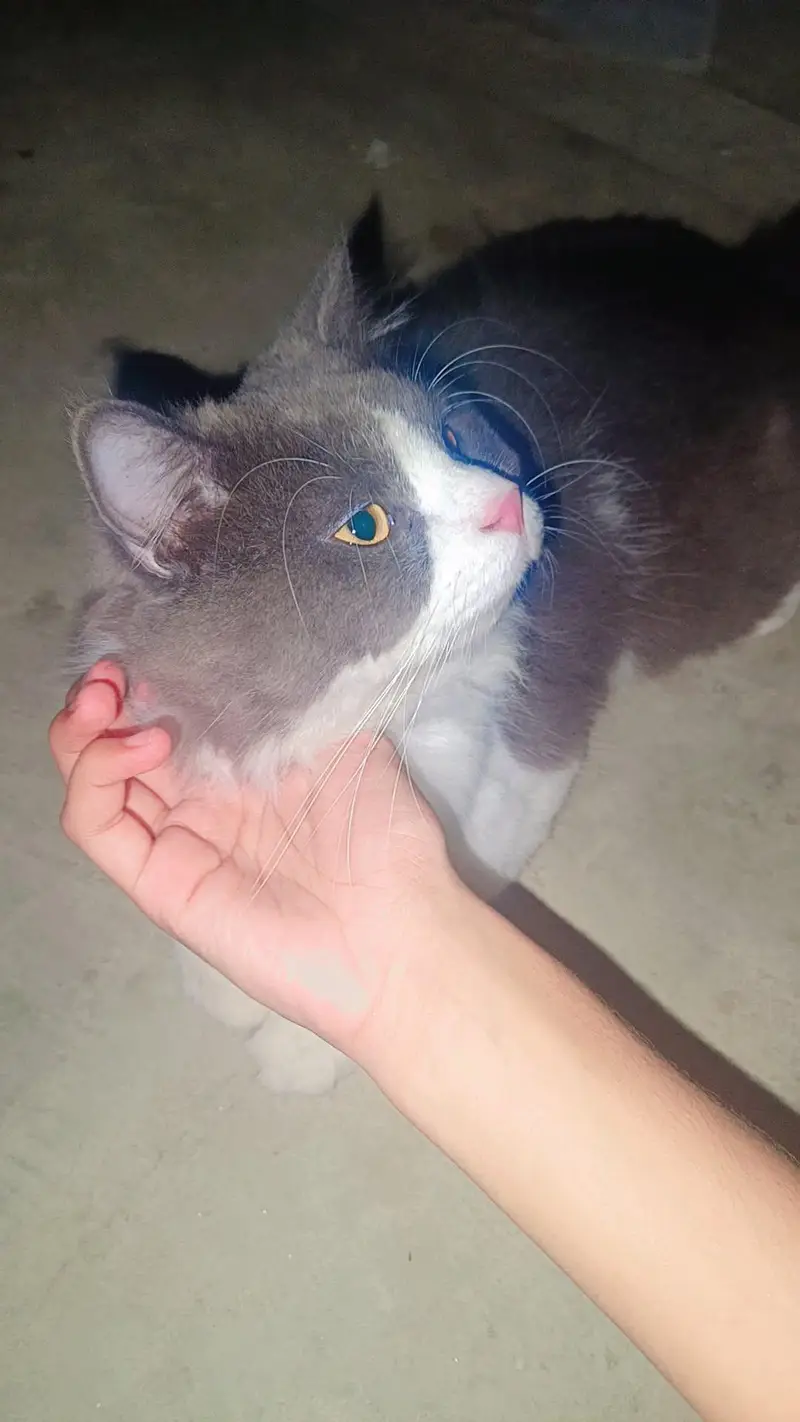 pure Scottish fold male cat vaccined — photo 2
