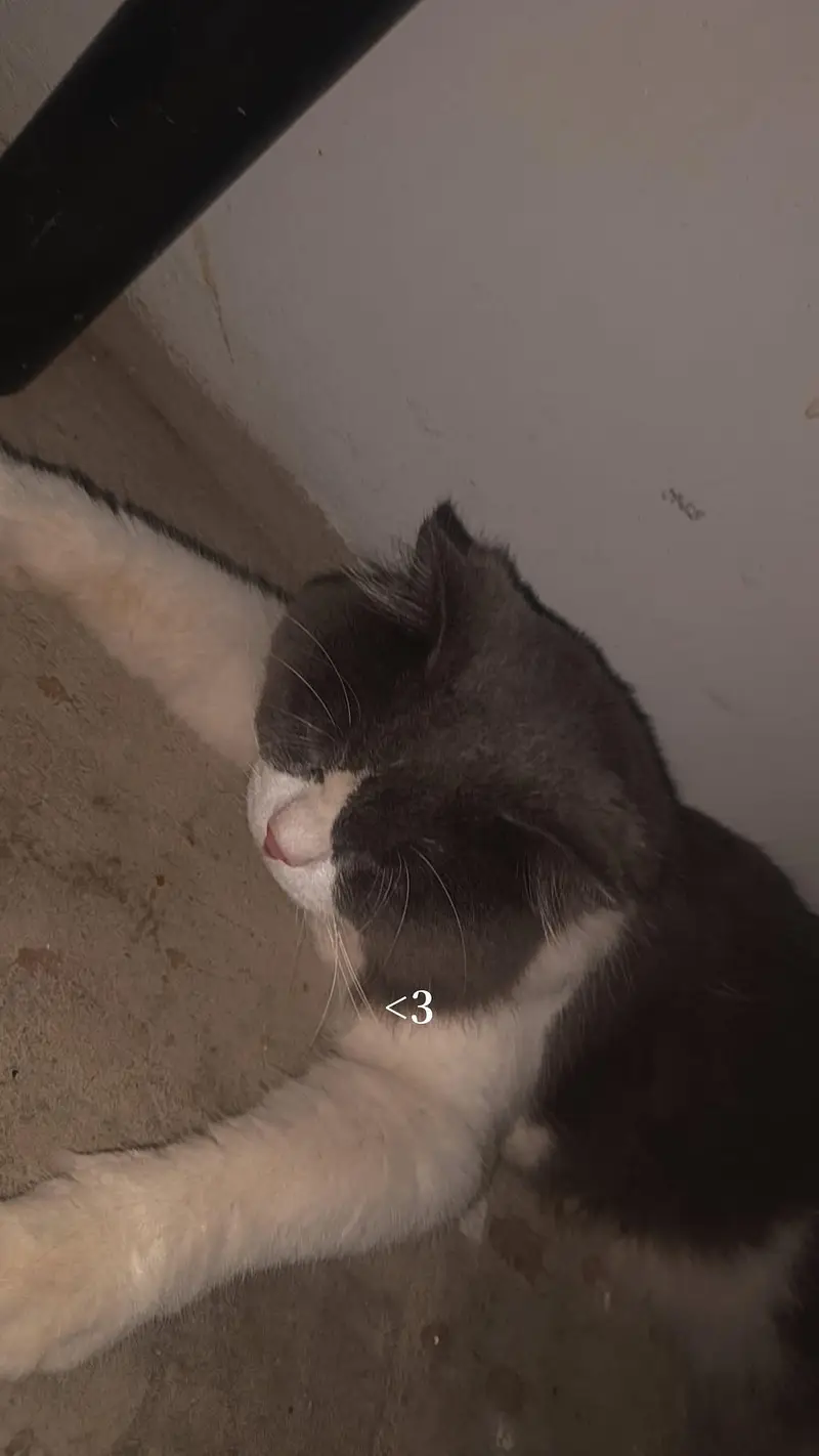pure Scottish fold male cat vaccined — photo 3