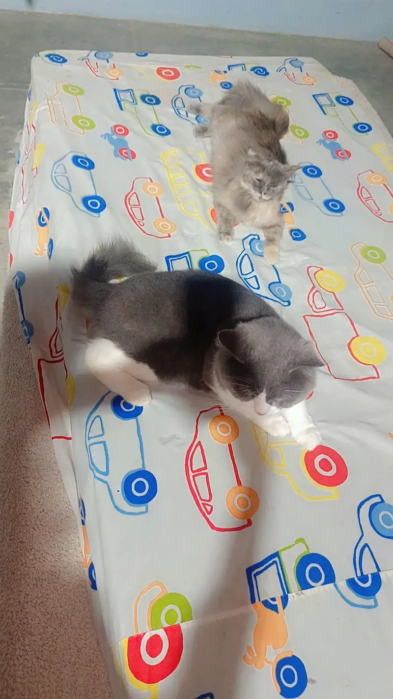 pure Scottish fold male cat vaccined — photo 4