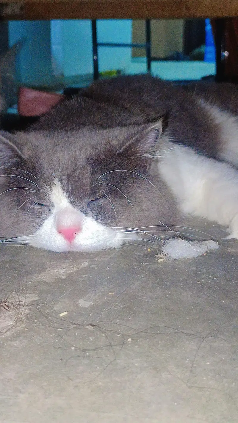 pure Scottish fold male cat vaccined — photo 5