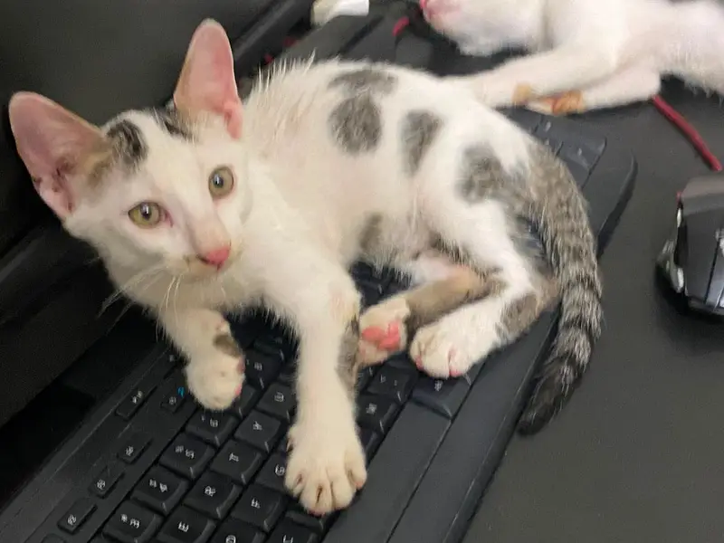 3 Cute Active Kittens For Adoption — photo 2
